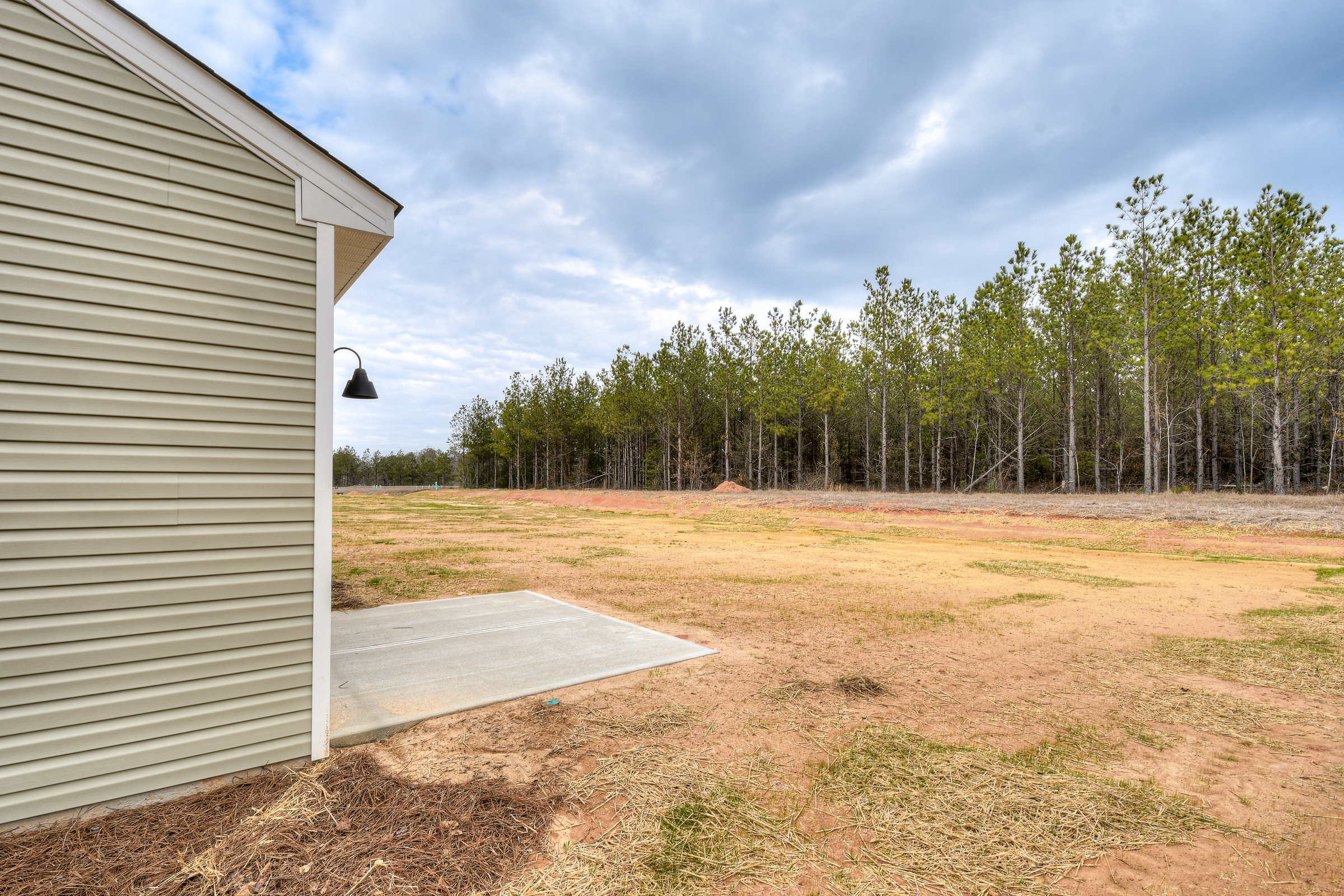 Ficus